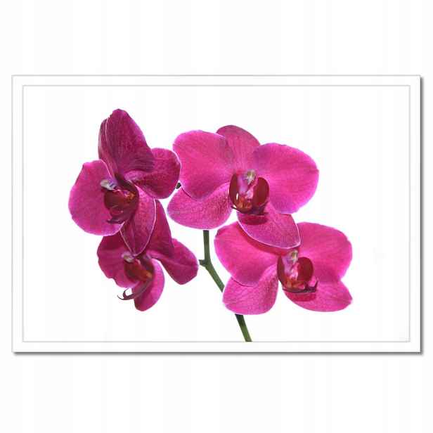 Plakáty v rámu 60x40 Fialový orchidej