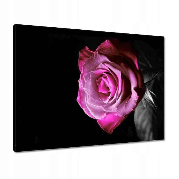 Obrazy 80x60 Fialová růžička