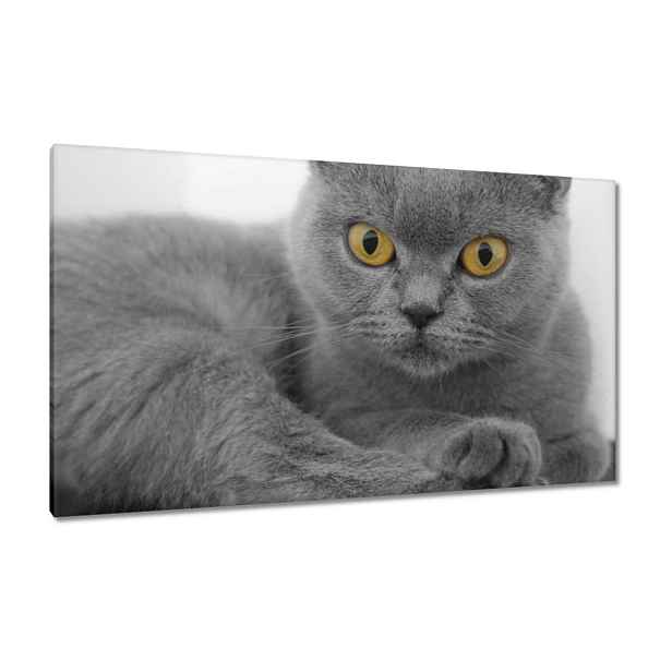 Obrazy 120x70 Šedá britská kočka