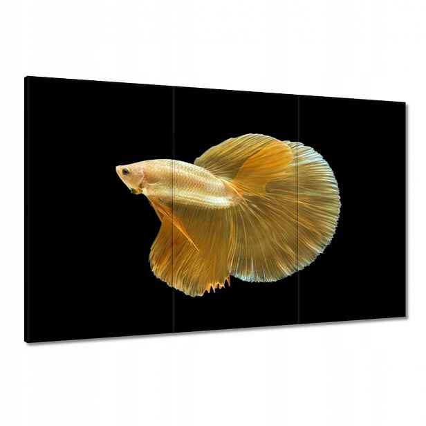 Obrazy 120x80 Zlatá siamská ryba