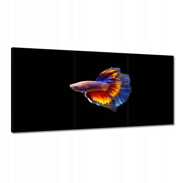 Obrazy 180x90 Bojové ryby černé pozadí