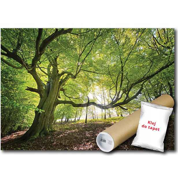 Vinylová Fototapeta Pohled Na Les Park Strom Zeleň Příroda 152x104