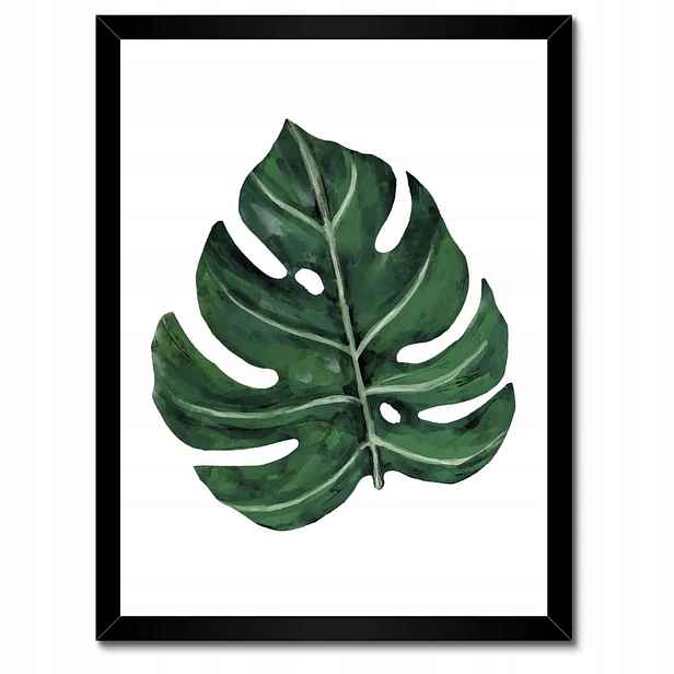 Plakáty v rámu 30x40 Monstera Zelený list