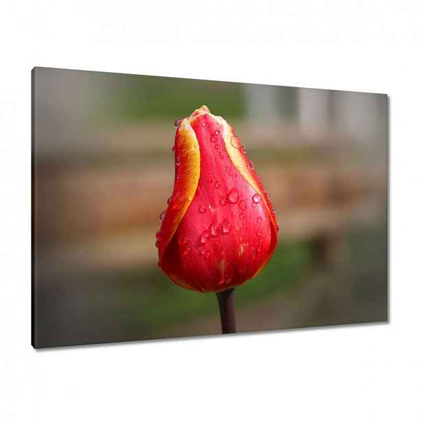 Obrazy 100x70 Červeno-žlutý tulipán