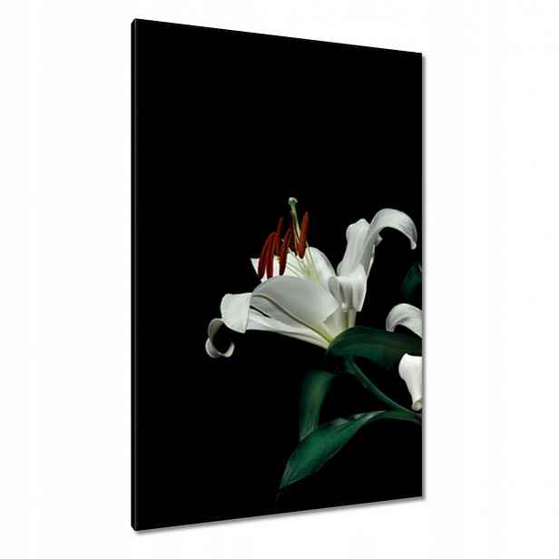 Obrazy 80x120 Krásná bílá lilie