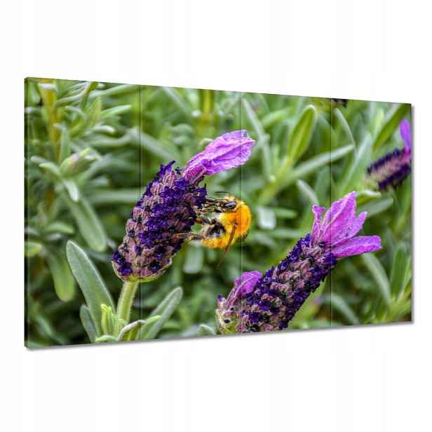 Obrazy 120x80 Levandule Levandulový svět