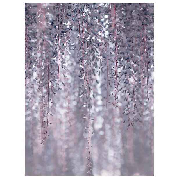 Fototapeta Glycinie fialová elegance jarní výzdoba 206x275 lepidlo