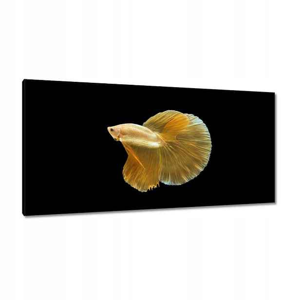 Obrazy 115x55 Zlatá siamská ryba