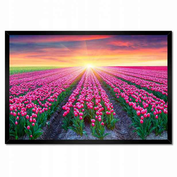 Plakáty v rámu 60x40 Moře tulipánů Květiny