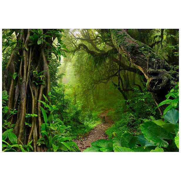 Vinylová fototapeta Zelený les Příroda Stromy 208x146 lepidlo