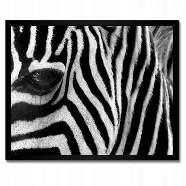 Plakáty v rámu 50x40 Černobílé pruhy Zebra