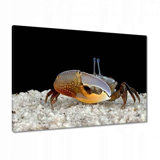 Obrazy 100x70 Žluté housle kraba