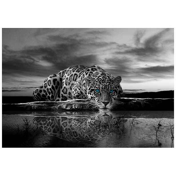 Fototapeta Jaguar Černý odraz ve vodě modré oči 368x254 vinyl lepidlo
