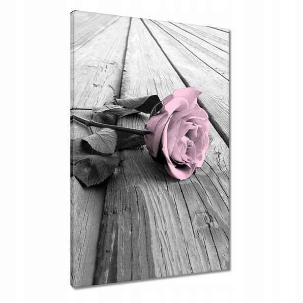 Obrazy 60x90 Pudrová růžová Old pink Rose