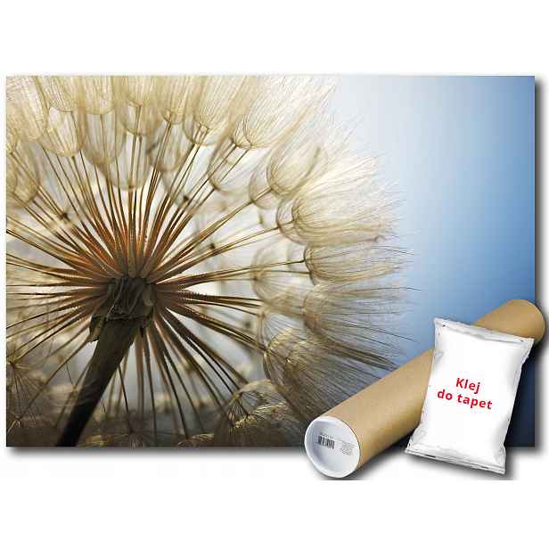 Fototapeta Pampeliška 9A Fxl 208x146 F11792