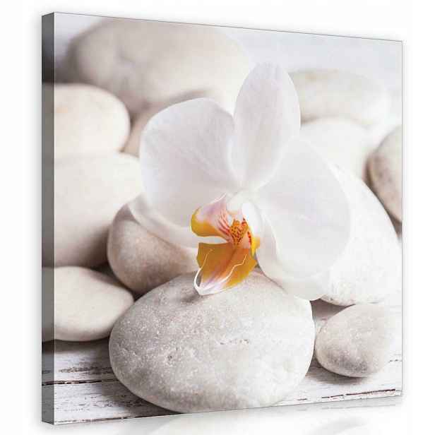 Obraz Na Plátně Plátno 80x80 Orchidej Orchidej