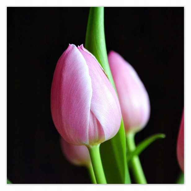 Plakáty 140x140 Fialové tulipány
