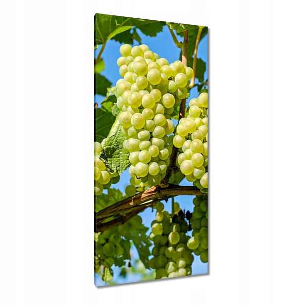 Obrazy 55x115 Zelené hroznové víno
