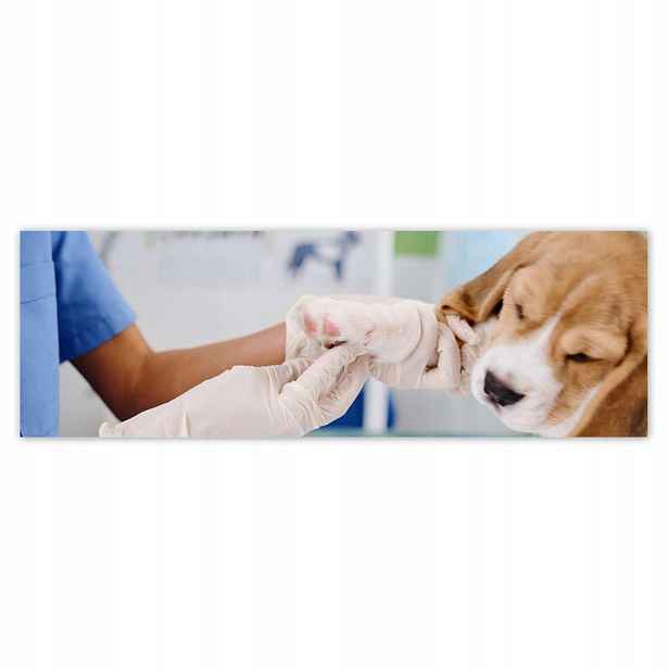 Plakáty 200x66 Veterinář pes tlapka