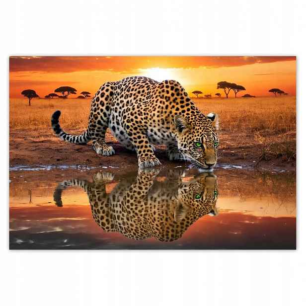 Fototapety 200x135 Na Zeď Gepard Tygr Jaguar