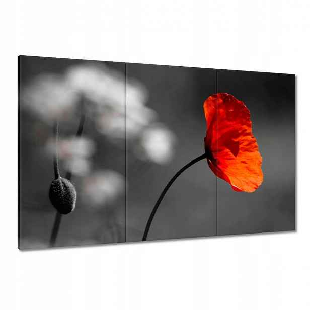 Obrazy 120x80 Rozkvetlý červený mák