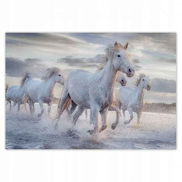 Fototapety 152x104 Divocí koně Wild Horses