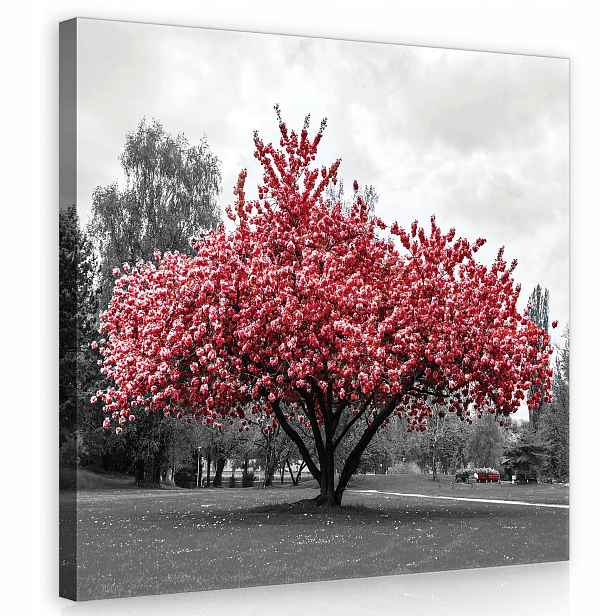 Obraz 80x80 Červený strom kvetoucí strom jaro příroda park klid
