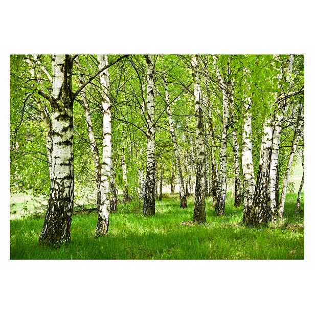 Fototapeta Les Stromy Břízy Příroda Tráva 416x254