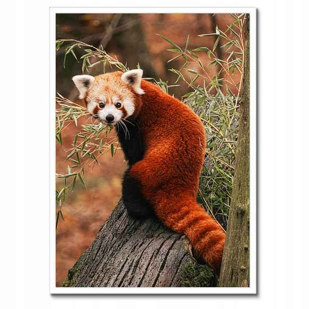 Plakáty v rámu 50x70 Pandka rudá panda malá panda červená menší