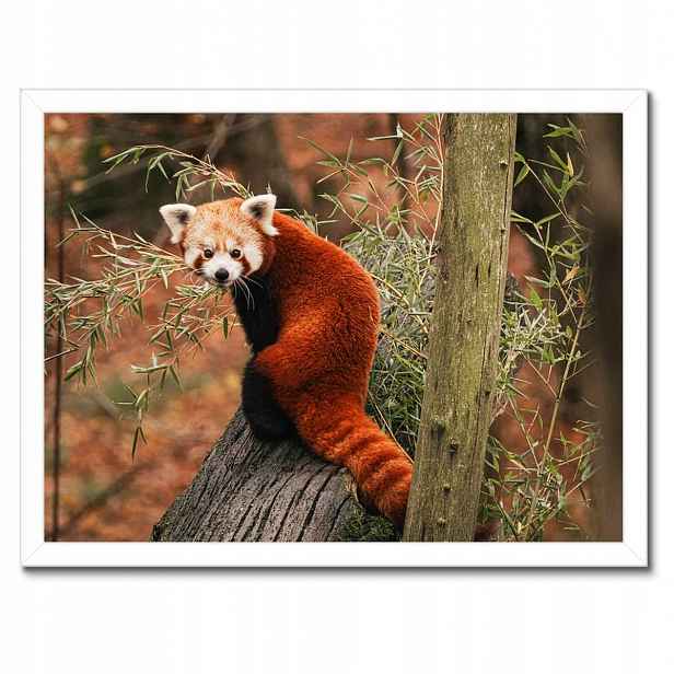Plakáty v rámu 40x30 Pandka rudá panda malá panda červená menší