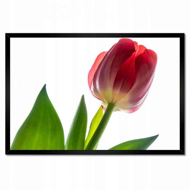 Plakáty v rámu 60x40 Červený tulipán Květina