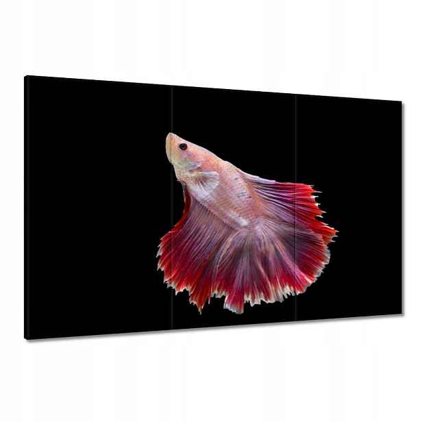 Obrazy 120x80 Červená siamská rybka