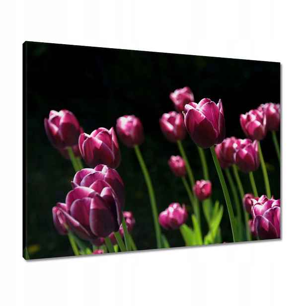 Obrazy 80x60 Fialové tulipány