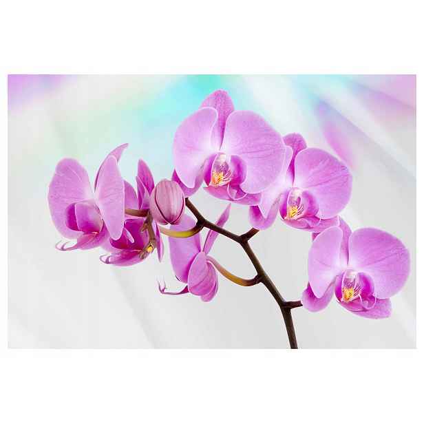 Vliesová fototapeta Růžové orchideje Jemnost Elegance 416x254 lepidlo