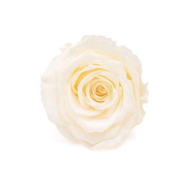 Stabilizovaná růže, krémová věčná růže 6 Ks. vel. xl flower box dekorace