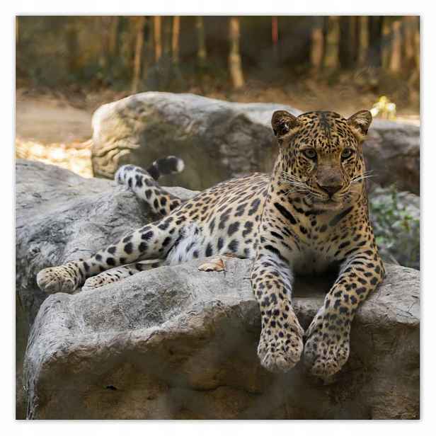 Plakáty 140x140 Leopard
