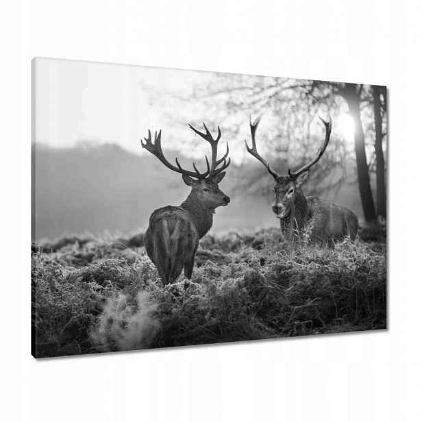 Obrazy 80x60 Černobílí jeleni
