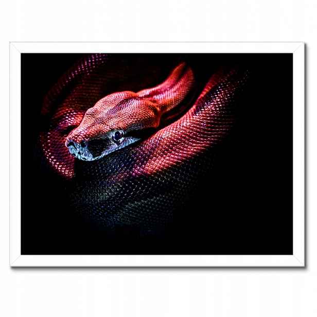 Plakáty v rámu 40x30 Červený had