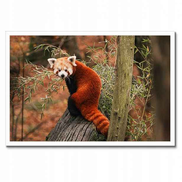 Plakáty v rámu 60x40 Pandka rudá panda malá panda červená menší