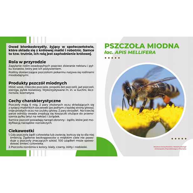 Vědecká tabule Téma včela medonosná 49x30 cm k rámu Model Wojtek 1 Mkw