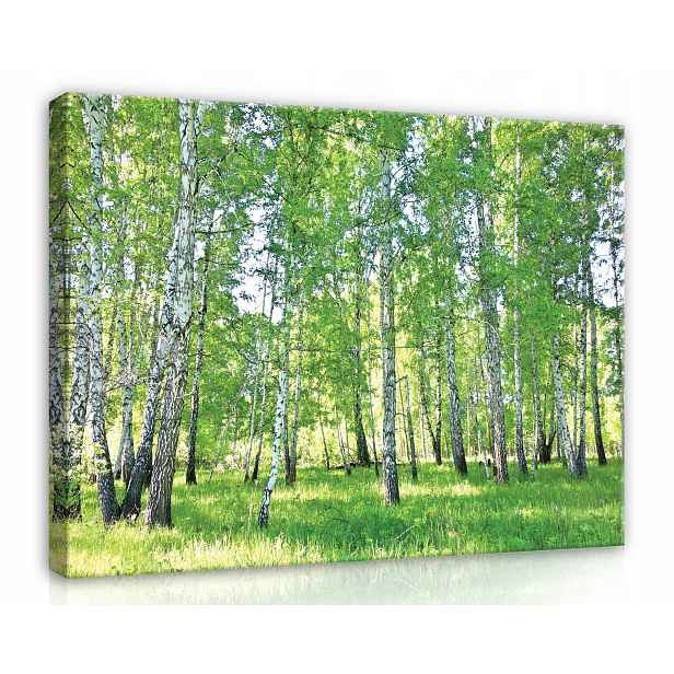 Obraz Na Plátně Canvas 80x60 Les Břízy Stromy