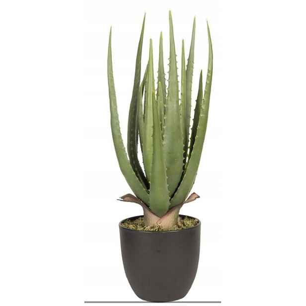 Dekorativní pokojová rostlina aloe vera 14*14*46 cm zelená