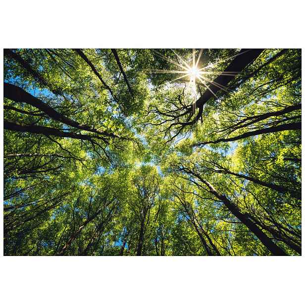 Vliesová fototapeta Sluneční les Zelené stromy a nebe 208x146 lepidlo