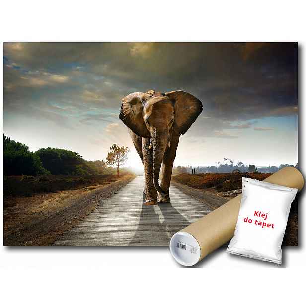 Fototapeta Slon 12C F2XL 312x219 F12616