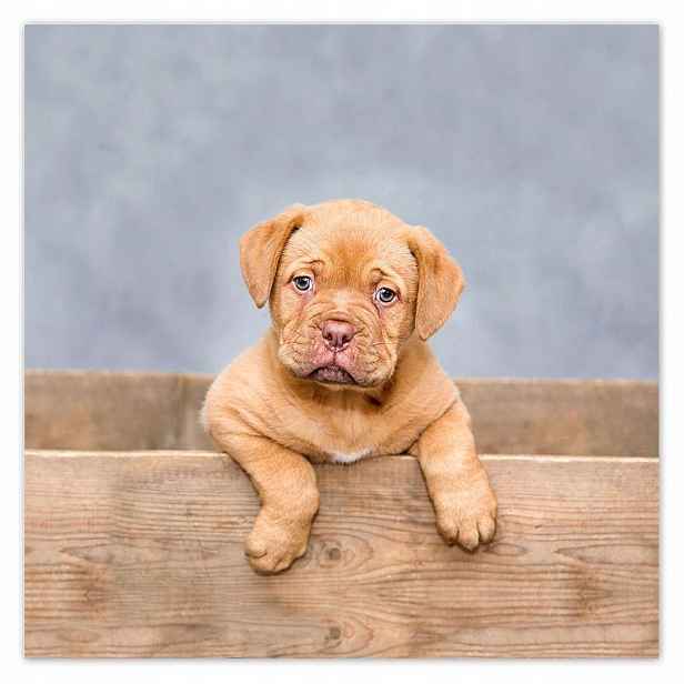 Plakáty 140x140 Štěňátko DogueDeBordeaux