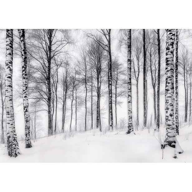 Fototapeta Zimní les v bílém a šedém odstínu, hloubka klidu 150x105 lepidlo