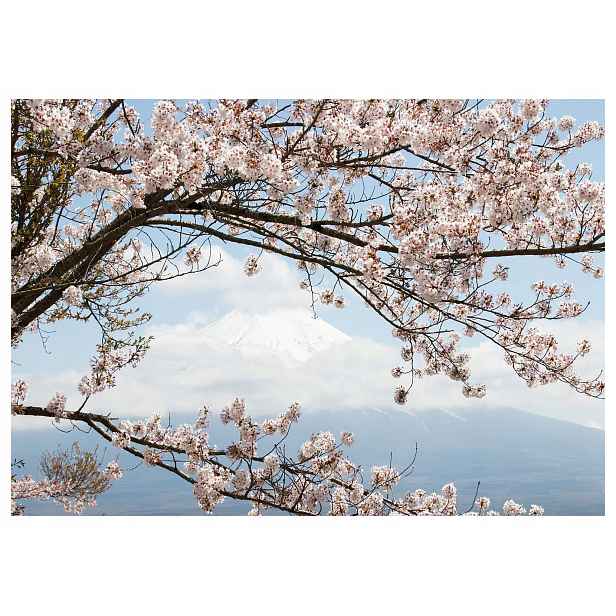 Fototapeta Fuji a Sakura Japonské jaro v růžové mlze 416x254 vinyl lepidlo