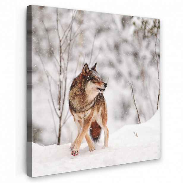 MuchoWow OBRAZ NA PLÁTNĚ Vlk - Zima - Sníh - Příroda - Zvířata 20x20 cm