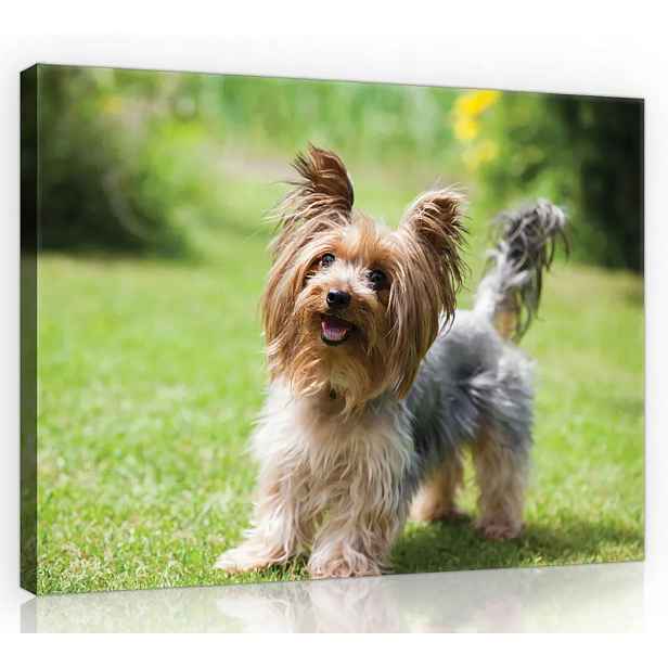 Obraz Na Plátně Plátno 70x50 Pes Terrier York