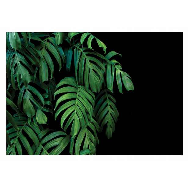 Fototapeta Listy Monstera 3D do ložnice 312x219